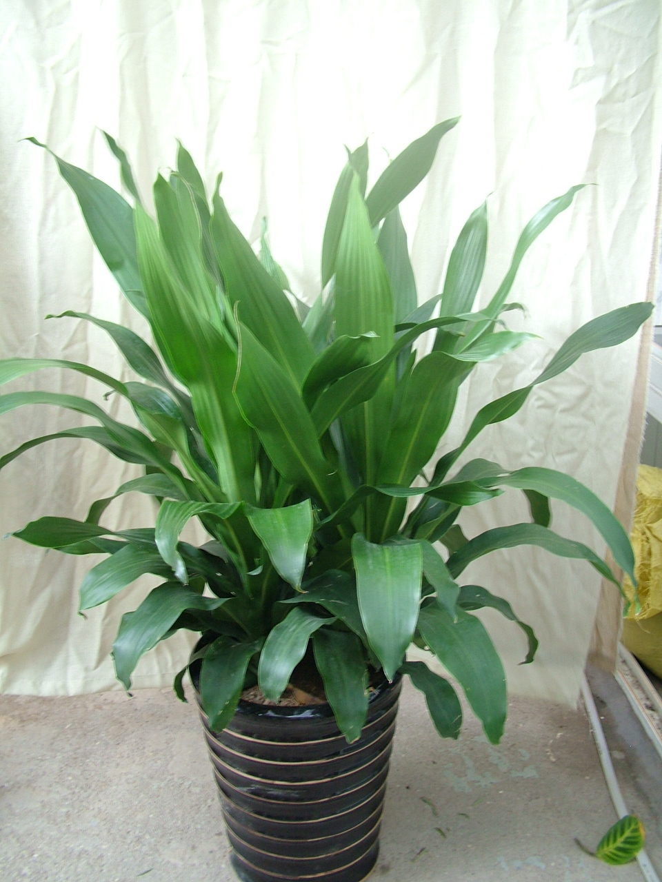 室內植物養(yǎng)護