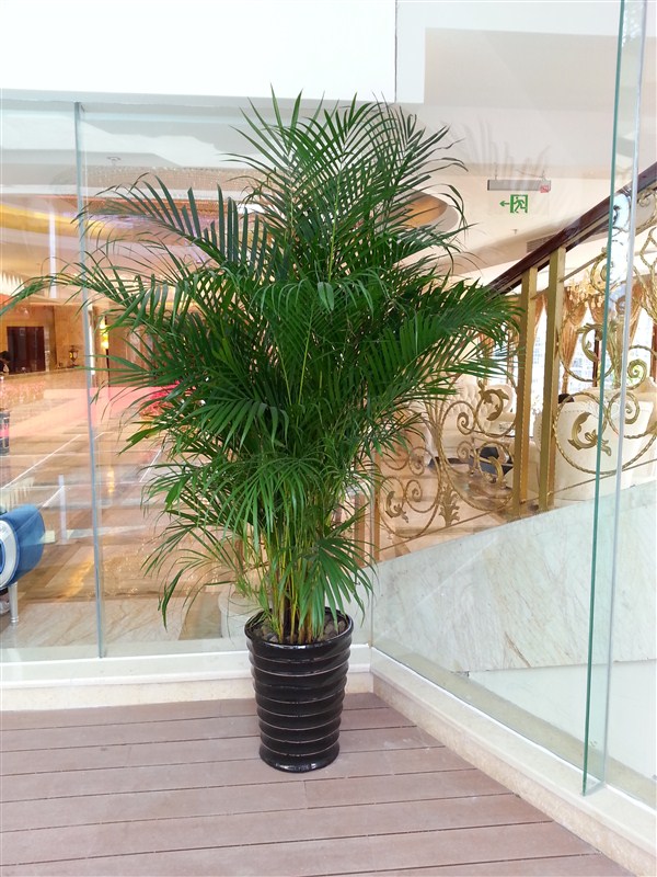 室內植物-散尾葵養(yǎng)護