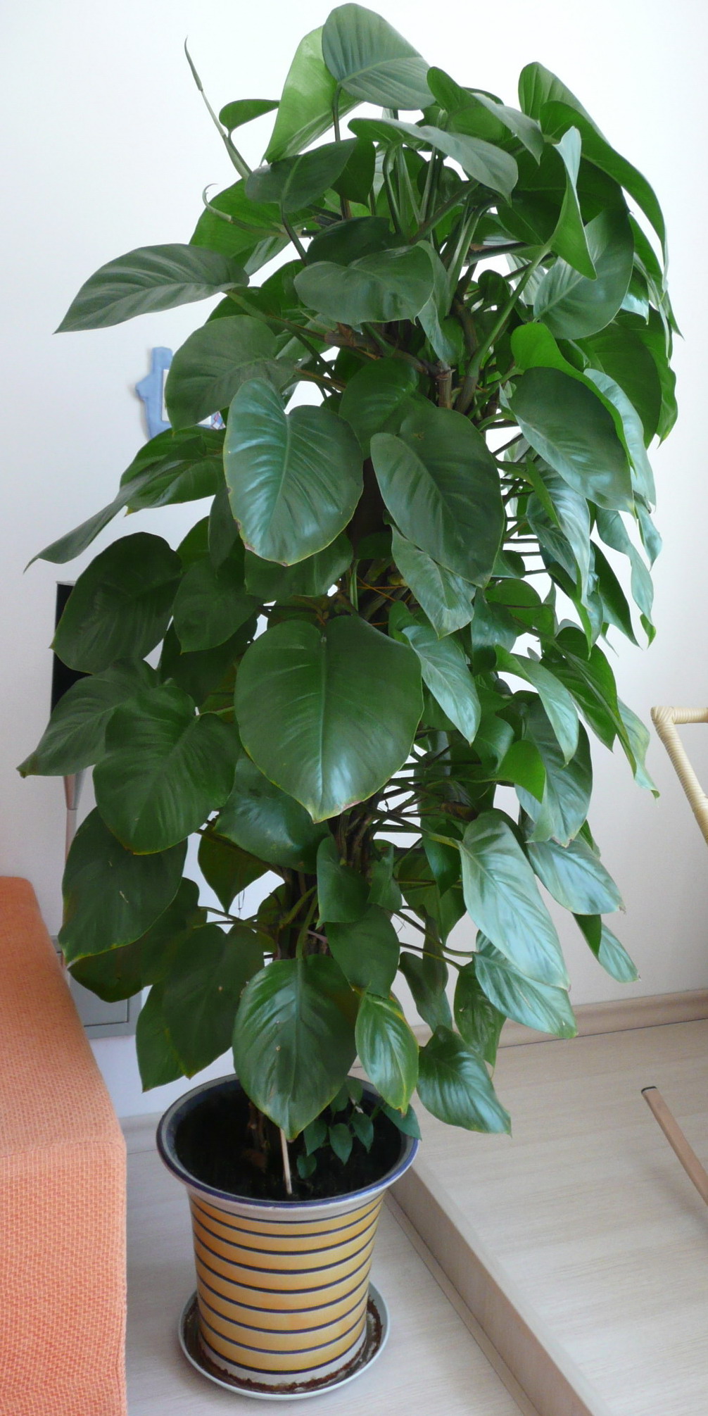 室內植物養(yǎng)護